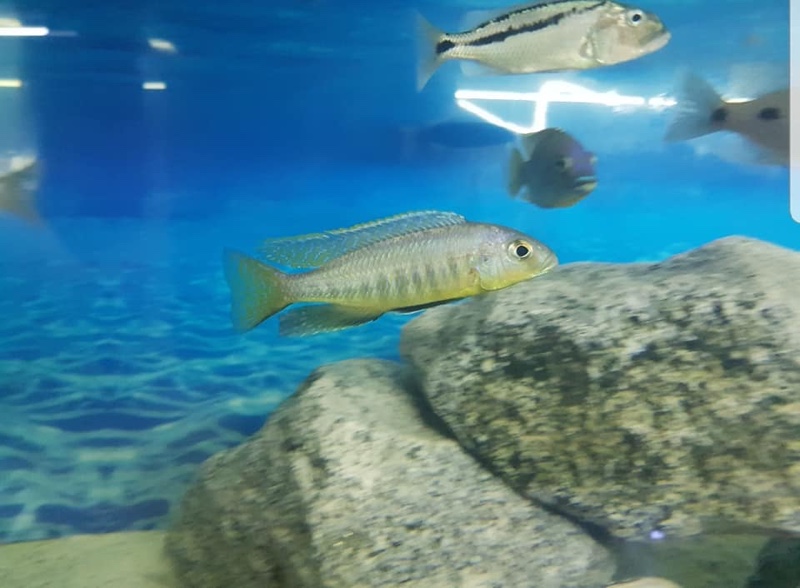 Mylochromis spilostichus 'Makokola Reef'